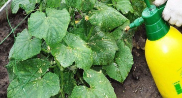 Jak správně krmit okurky? Druhy a receptury hnojiv